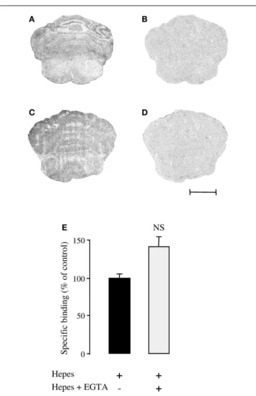FIGURE 4 | Effect of the Ca 2+ chelator EGTA (6 mM) on [ 125 I]PACAP27