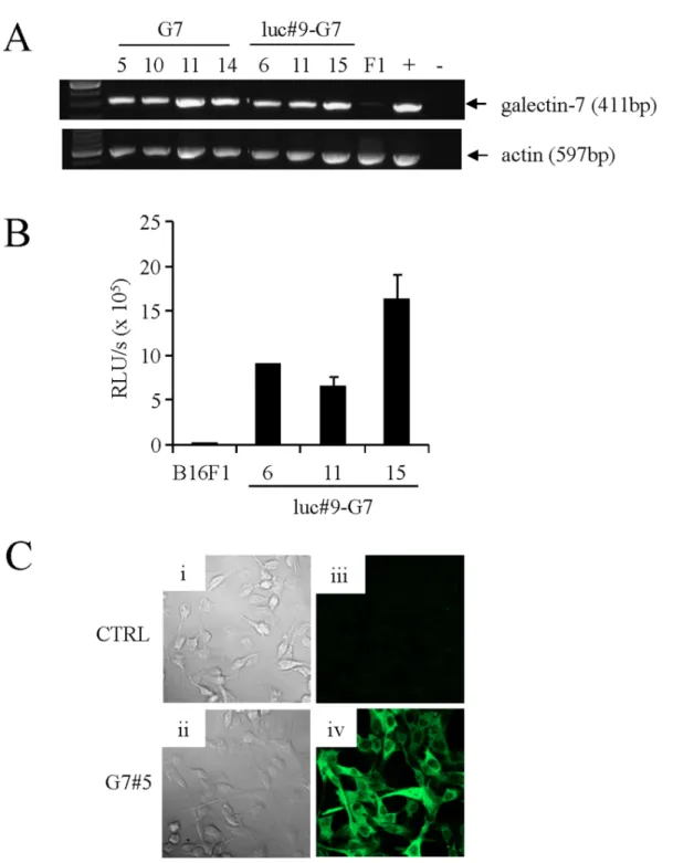 Figure 3. Validation of B16F1 transfectants overexpressing luciferase and/or galectin-7