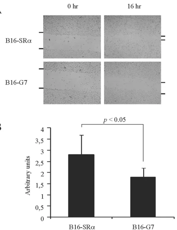Figure 4. Effect of galectin-7 on B16F1 cell migration. A) Images of the motility assay after the wounding of confluent B16F1 cells overexpressing galectin-7 (B16-G7) or controls (B16-Sra) at T = 0 and T = 16 hr
