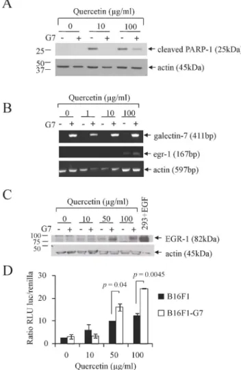 Figure 5. Effect of quercetin on B16F1 cells overexpressing galectin-7 on apoptosis and EGR-1 expression