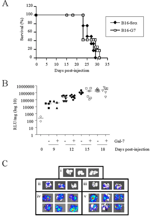 Figure 6. Effect of galectin-7 in B16F1 cells on survival and metastasis in lungs. A) Survival curve of C57BL/6 mice injected i.v