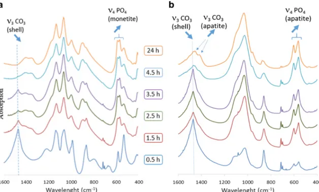 Fig. 7 a FTIR spectra of snail shells converted in orthophosphoric acid phosphate solution