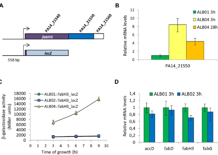 Figure 6.  PA14_21550 is induced by sigX overexpression, but it does not activate FAS genes
