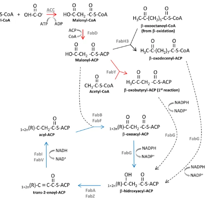 Figure 1.  Fatty acid biosynthesis in P. aeruginosa.  After the initiation of the acyl chain biosynthesis (reactions represented by