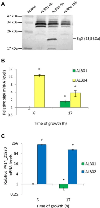 Figure 3.  SigX levels are controlled at protein and mRNA levels  in  the  overexpression  strain  ALB04
