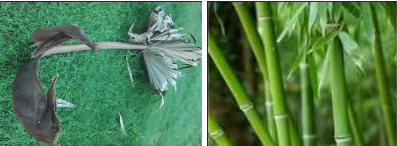Figure 15 : Branche ou pétiole de rônier  Figure 16 : Tiges ou cannes de bambou 