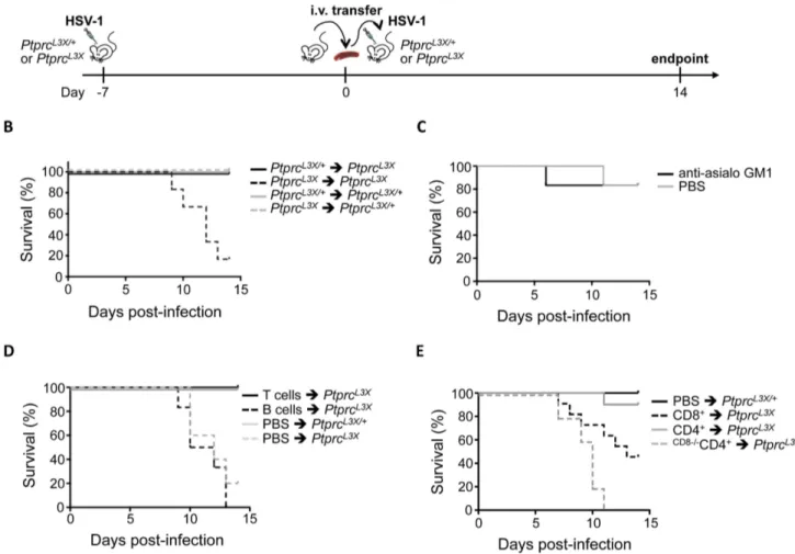 Figure 6. CD4 + , without CD8 + T cells, are incapable to protect mice against lethal HSV-1 infection