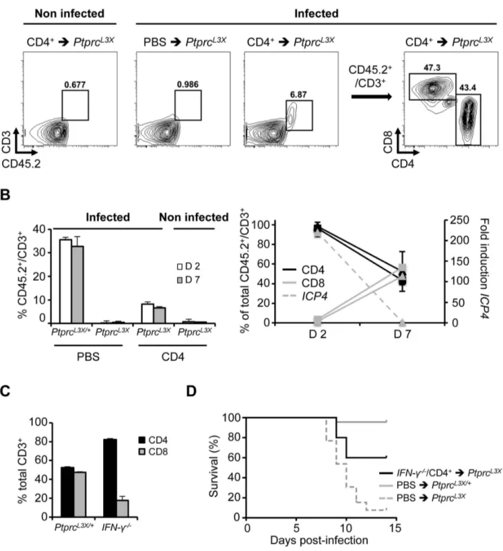 Figure 7. Important effect of IFN-c production by the CD4 + T cells. (A, B) Ptprc L3X mice received 2.5610 6 CD4 + T cells from Ptprc L3X/+ mice