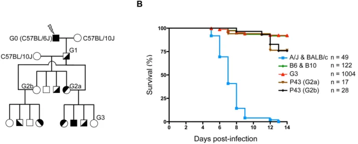 Figure 1. ENU-screening strategy. (A) Schematic representation of the breeding strategy used to produce G3 pedigrees