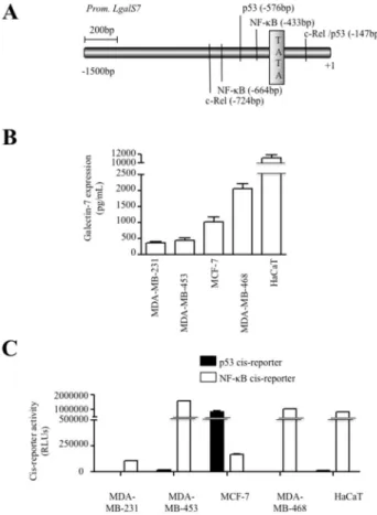 Figure  5.    Correlation  between  galectin-7  expression  and NF-κB activity.  (A) Putative binding sites for NF-κB, c-Rel and