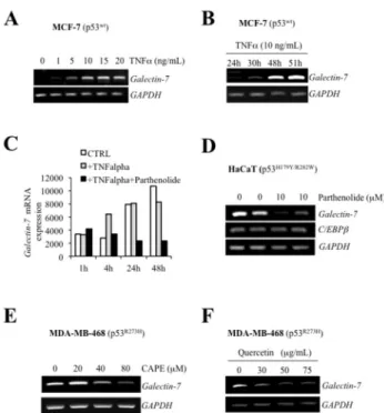 Figure  6.    Binding  of  NF-κB  and  p53  on  the  endogenous galectin-7 promoter.  Binding of NF-κB p50 and c-Rel isoform,