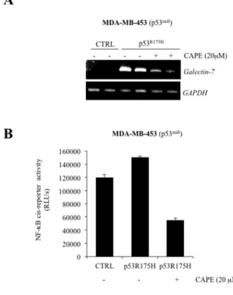 Figure  10.  Galectin-7  expression  induced  by