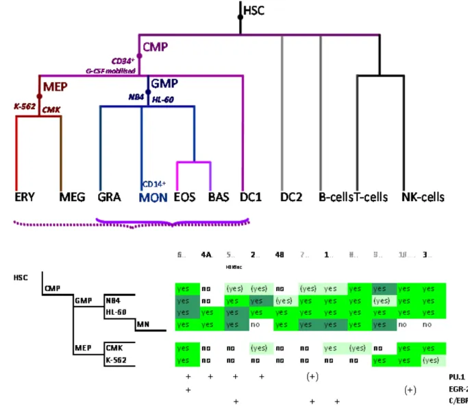 Figure 2. Control of SLC11A1 gene expression during myelopoiesis. (A) Simplified  hematopoietic scheme including mature cell types and highlighting the committed progenitors  of the myeloid pathway: common myeloid progenitor (CMP), megakaryo-erythrocytic  