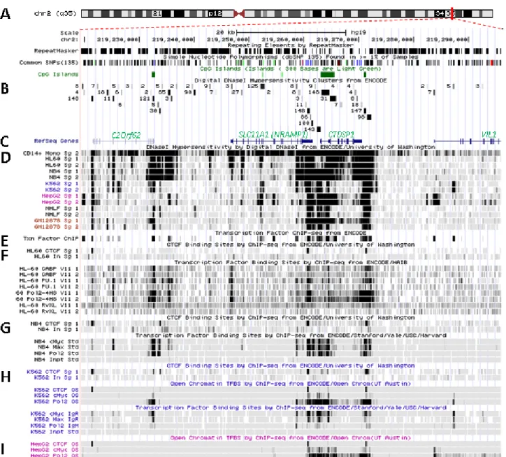 Figure 3. Transcriptional activity at SLC11A1 locus 2q35. (A) University of California  Santa Cruz (UCSC) genome browser [149] visualization of chromosome 2 and blow-up at  q35 showing coordinates, scale (20 kb) and few basic sequence elements: common repe