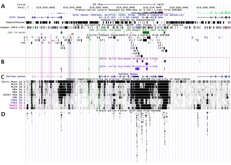 Figure 5.  SLC11A1 transcriptional activation during monocytic differentiation.  (A) 2q35  coordinates and scale, and summary of RNA-Seq transcript levels from ENCODE cell  lines (K-562, purple, HepG2, green, NHLF, pink and GM12878, red)