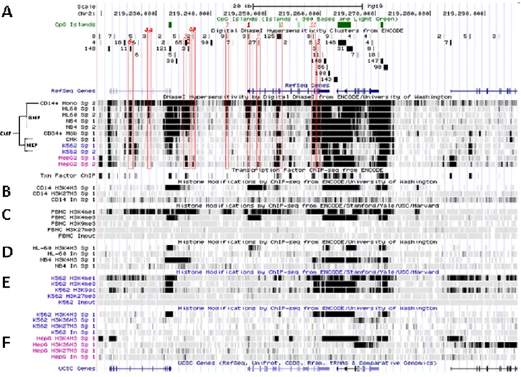 Figure 7. Histone modification pattern indicates SLC11A1 transcription during  myelo-monocytic differentiation