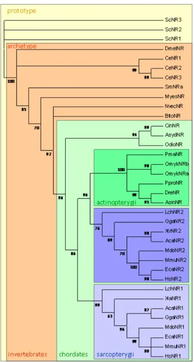 Figure 1. Phylogenetic distribution of Nramp in eukaryotes (Opisthokonta). Multicellular  organisms possess archetype Nramp whereas Saccharomyces cerevisiae retained only  prototype Nramp
