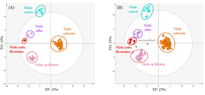 Fig. 7 OPLS-DA base model of UHPLC-HRMS-ESI-NI/PI combined dataset (A) and prediction set of unidentified violets  (B)