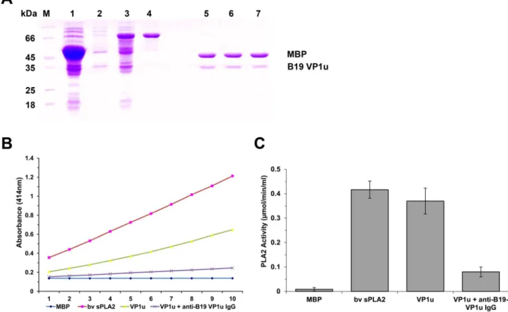 Figure 1. Purified VP1u proteins and PLA2 activity. (A) SDS-PAGE analysis of expressed fusion protein and the purified protein VP1u or mutants cleaved by Factor Xa digestion