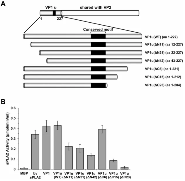 Figure 2. PLA2 activity of different truncated VP1 mutants. (A) Schematic representation of the truncated VP1u region