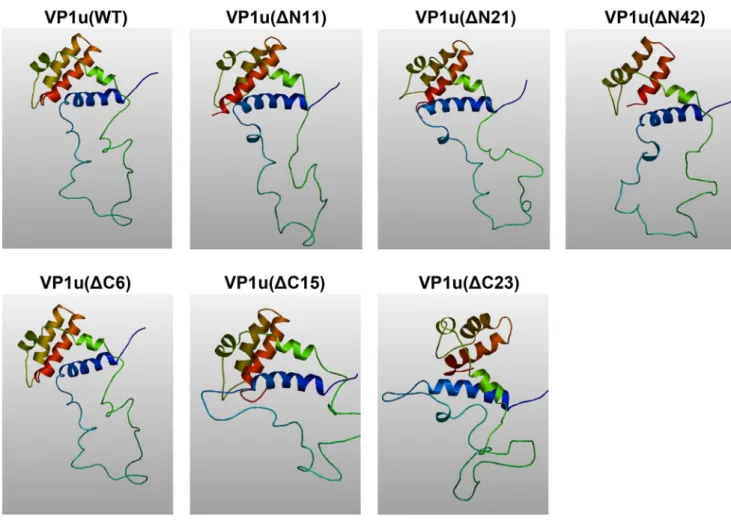 Figure 3. Predicted 3D structure of wild type and truncated VP1u. WT and truncated VP1u amino acid sequences were analyzed by homology modulation using the (PS) 2 program