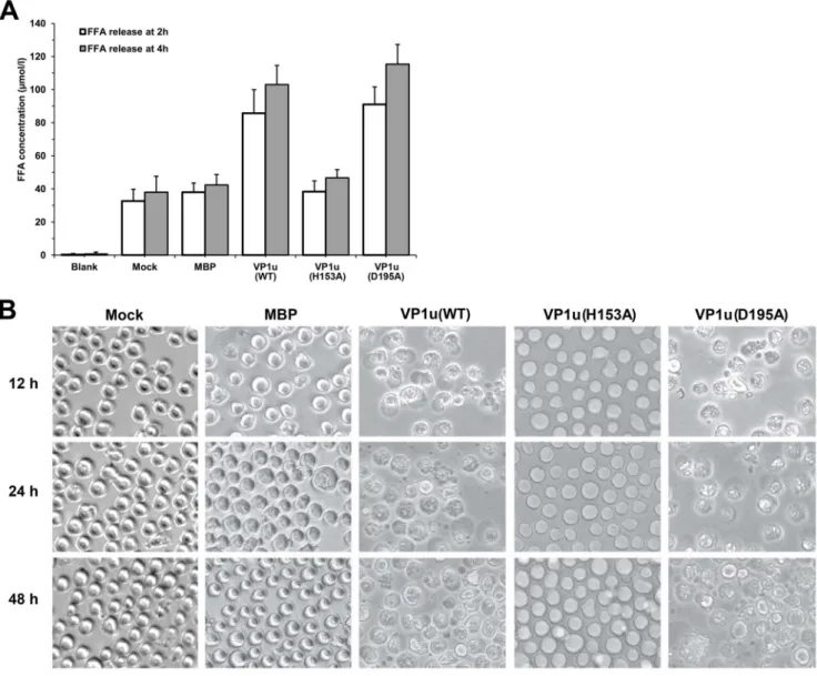 Figure 4. Effect of viral PLA2 on the morphology of UT/7-Epo cells. (A) Release of free fatty acid from UT7-Epo cells