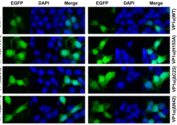 Figure 5. Cellular localization of wild type and mutant VP1u. HEK293T cells grown on cover glass were transfected with indicated plasmids; cells were fixed and analyzed by confocal microscopy at 48 h post-transfection