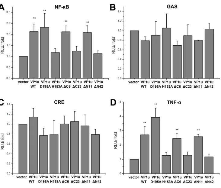 Figure 6. Transcriptional activation effects of mutant VP1u on NF-kB, GAS, CRE and TNF-a signal pathways