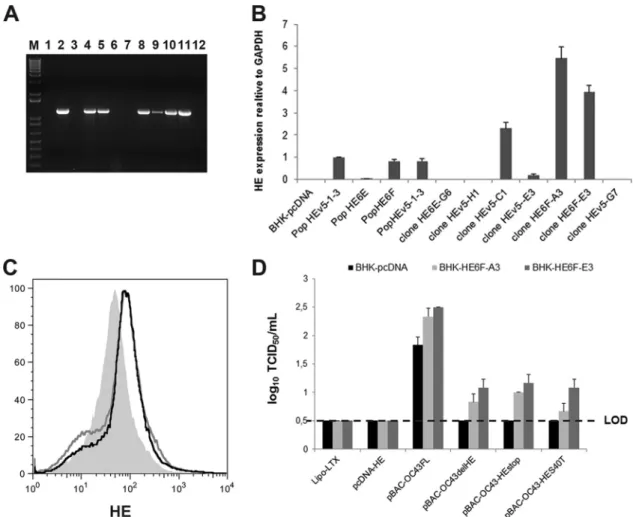 FIG 3 BHK-21 cells ectopically expressing the HCoV-OC43 wild-type HE protein complement recombinant pBAC HE mutants