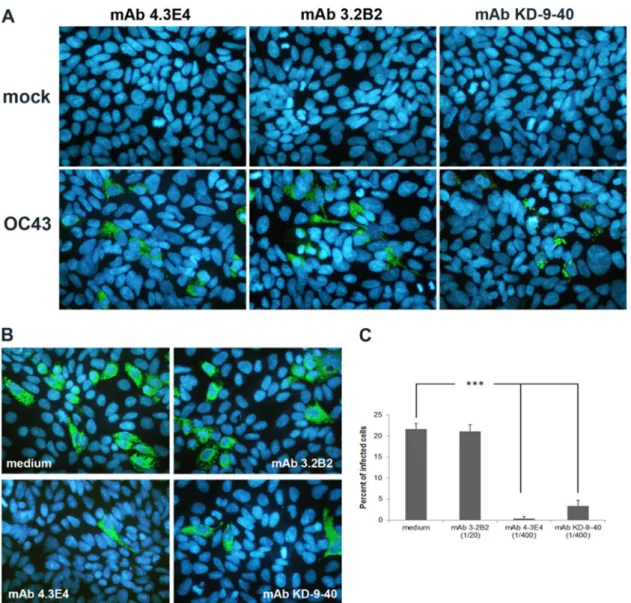FIG 6 Detection of the HE protein in infected cells and partial neutralization of HCoV-OC43 infection by HE-specific MAb