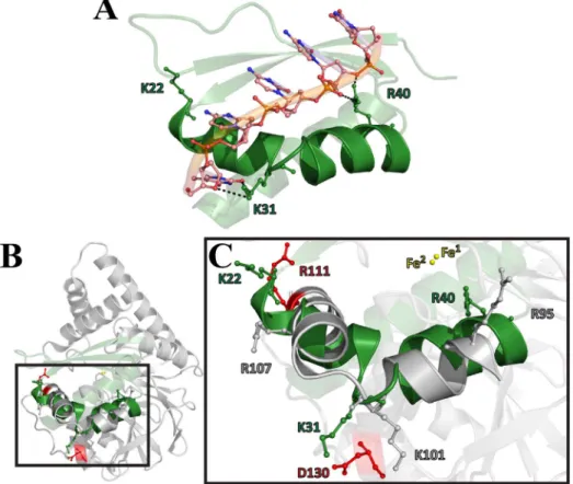 Figure 3. Identification of a KH-like binding motif near the active site of PqsE. KH domains are eukaryotic and prokaryotic protein motifs involved in RNA and/or ssDNA recognition found in proteins associated with transcriptional and translational regulati
