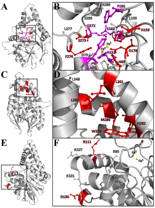 Figure 4. Alanine scanning of critically positioned residues in PqsE. A–B) Sixteen residues were selected based on their potential role (s) in ligand stabilization, discrimination and/or catalytic function in the vicinity of the active site cavity