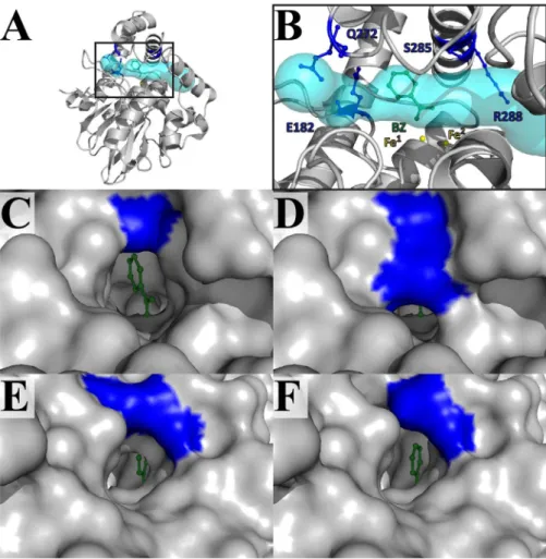 Figure 5. Residues delineating the tunnel-shaped active site of PqsE. A–B) Access to the active site of PqsE is restricted by a very narrow and elongated tunnel-shaped cavity displayed in cyan