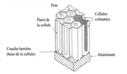 Fig. 2 : Schéma de la structure d’une couche d’alumine colmatée [29] 