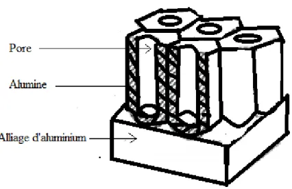 Fig. 2 : Couche d’alumine poreuse 