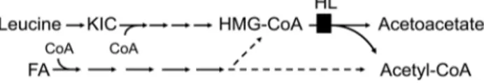 Figure 1. Two metabolic pathways lead to mitochondrial HMG- CoA. Leucine and its metabolite KIC are degraded entirely via  HMG-CoA