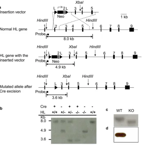 Figure 2. Successful targeting of the HL gene, liver-specific gene excision and liver HL deficiency