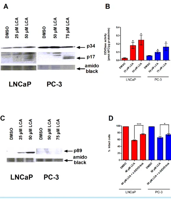 Figure 2 LCA-induced cell death is a caspase-3-dependent process. Cleavage of caspase-3 protein was assessed by western blot (A) and catalytic activity (B) was measured by cleavage of the fluorogenic substrate Ac-DEVD-AFC in response to a 24 h treatment of