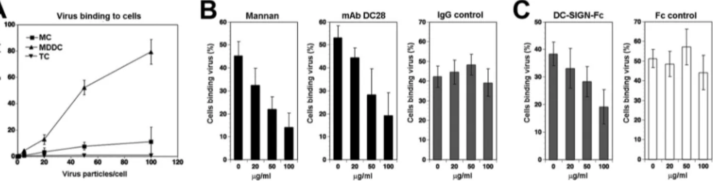 FIG 4 DC-SIGN is an attachment factor for rLCMV-LASVGP in MDDC. (A) Binding of rLCMV-LASVGP to monocytes and MDDC