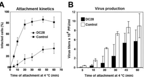 FIG 7 Attachment and entry kinetics of rLCMV-LASVGP in MDDC. (A) DC-SIGN accelerates the capture of free virus