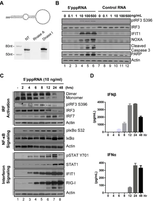 Figure 1. 59pppRNA stimulates an antiviral and inflammatory response in lung epithelial A549 cells