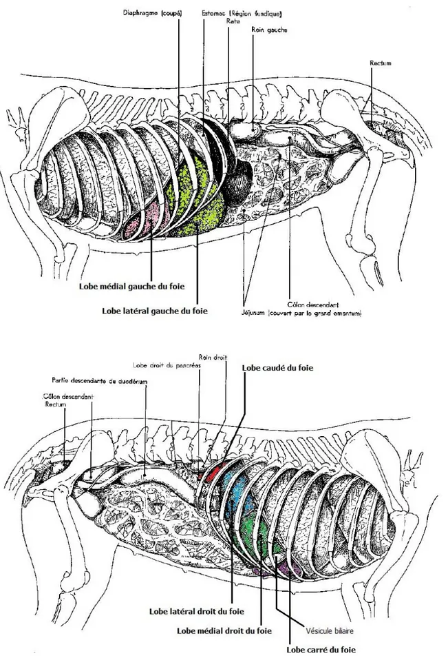 Figure  1 :  Topographie  des  organes  abdominaux  du  chien.  A :  Chien  femelle,  vue  latérale  gauche ;  B :  Chien femelle,  vue  latérale  droite  (adapté à  partir  de  (Barone,  1976)) 
