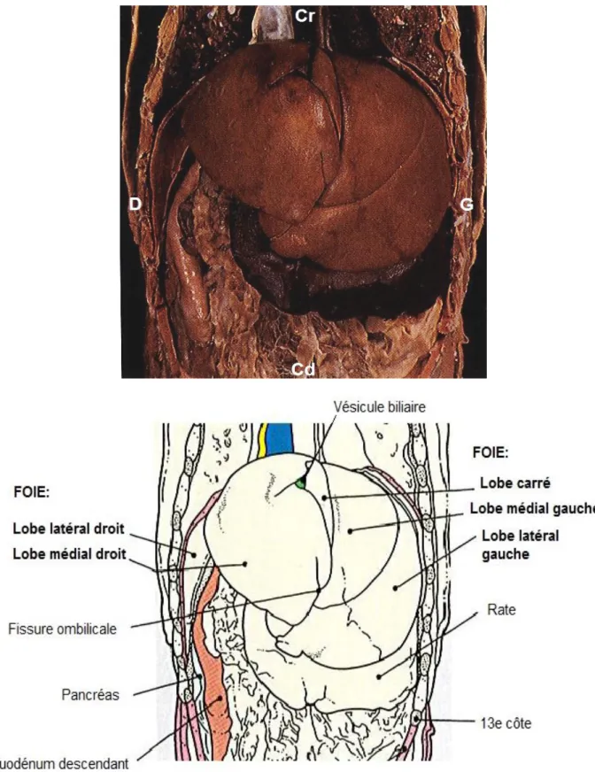 Figure 2 : Topographie abdominale d’une vue ventrale chez le chien exposant la face  diaphragmatique  du  foie
