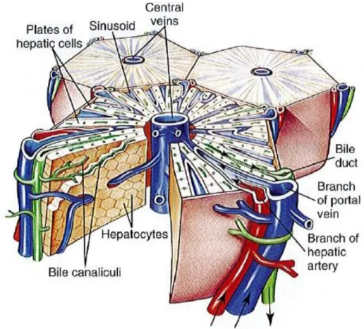 Figure  4 :  Schéma  en  3  dimensions  de  la  structure  histologique  d’un  lobule  hépatique