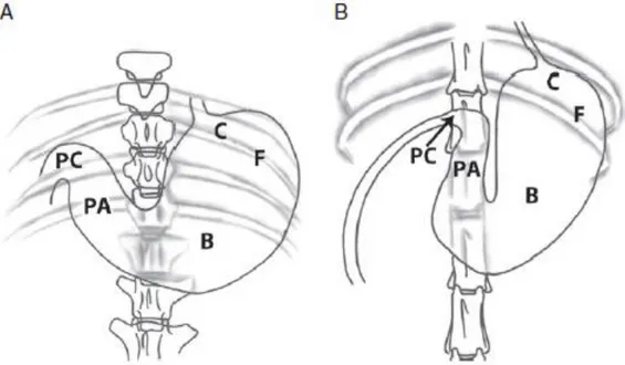 Figure  12 :  Anatomie  topographique  de  l’estomac  chez  le  chien  et  le  chat.  (Muhlbauer,  Kneller,  2013)  A :  Estomac  normal  de  chien