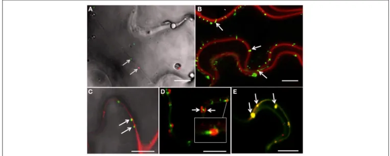 FIGURE 1 | 6K 2 -induced vesicles reach the plasma membrane and