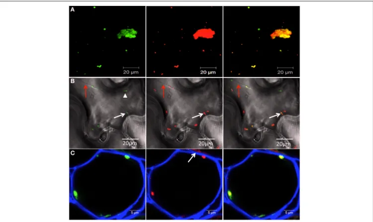 Figure 2C (left panel) shows the distribution of 6K 2 vesicles near