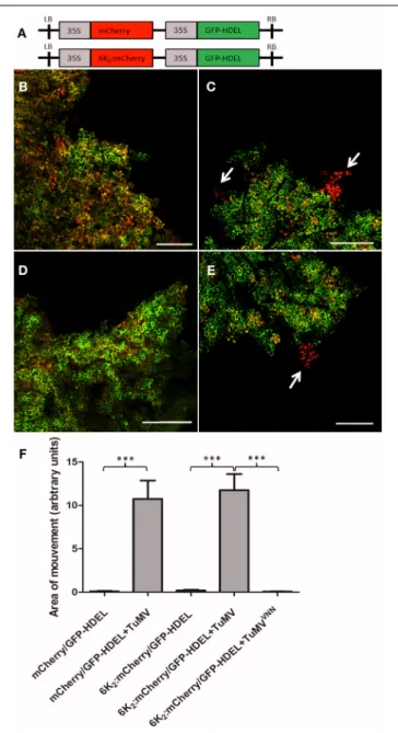 FIGURE 3 | 6K 2 moves intercellularly only when cells are infected with
