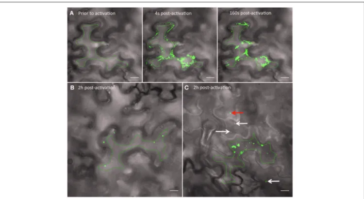 FIGURE 4 | Photoactivation of PAGFP shows intercellular movement of 6K 2 vesicles. (A) Time series images showing a N