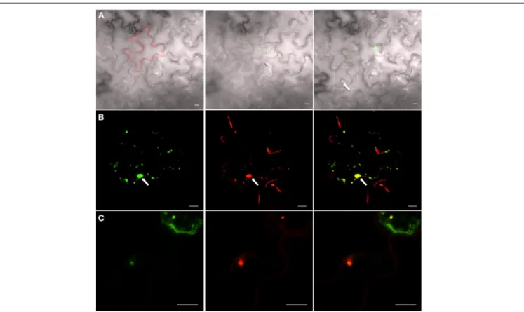 FIGURE 6 | 6K 2 -induced vesicles that have moved intercellularly contain